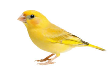 Yellow Bird Poses on Black, Transparent Background