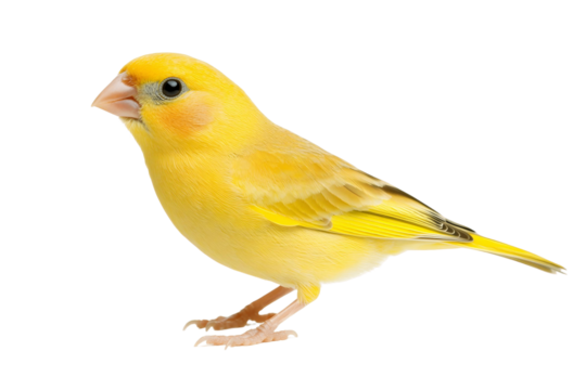 Yellow Bird Poses on Black, Transparent Background