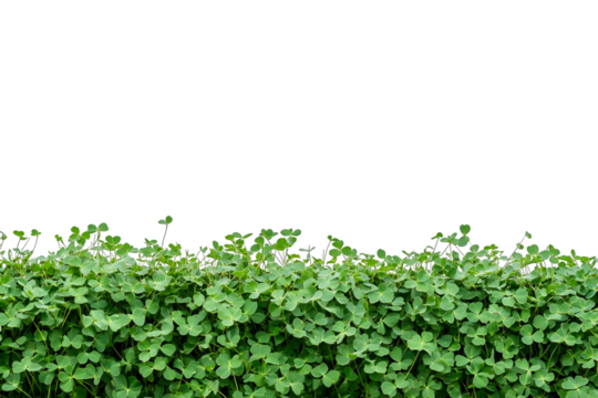 Clover Leaves on Black Background, Nature's Beauty, Transparent