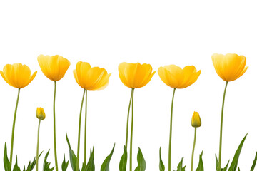 Yellow Tulips Bloom Against Black, Transparent Background