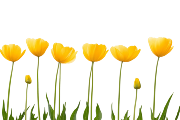 Yellow Tulips Bloom Against Black, Transparent Background