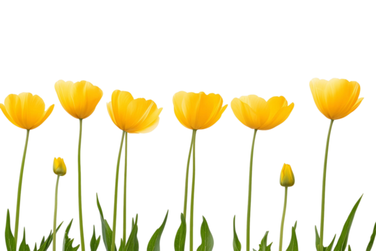Yellow Tulips Bloom Against Black, Transparent Background