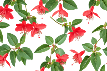 Red Fuchsia Blooms with Transparent Background