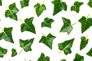 Green Ivy Leaves Pattern, Transparent Background