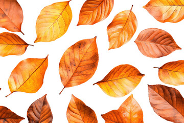 Obraz premium Autumn Leaves Fall Background, PNG Images