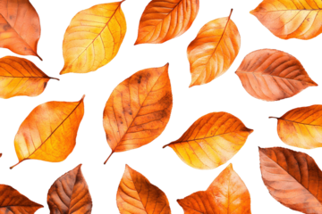 Autumn Leaves Fall Background, PNG Images