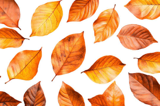 Autumn Leaves Fall Background, PNG Images