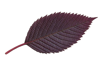 Leaf's Texture: Deep Red, Isolated, Transparent Background
