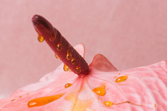 Pink flower with honey dipping