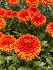 orange chrysanthemum flowers