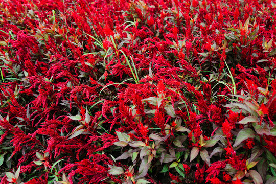 Vibrant Display of Red Flora in Summer Garden