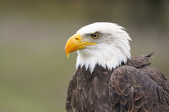 Bald Eagle Head In Profile Portrait  