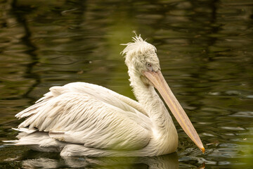 pelican on the water