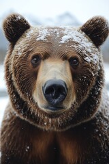 Obraz premium A close-up shot of a bear's face covered in snow