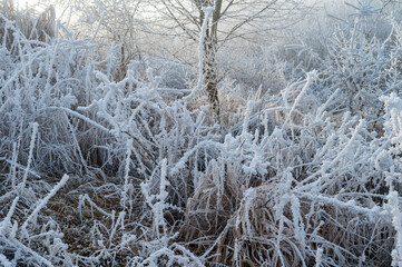 Winter landscape. Frost morning in mountains.
