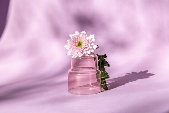Pink chrysanthemum and glass vase on pastel purple background