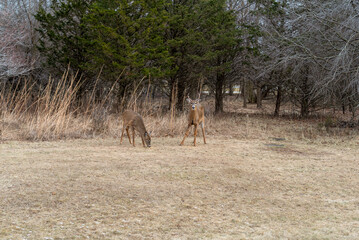 White-tailed Buck And Fawn Feeding In An Urban Field In January In Wisconsin