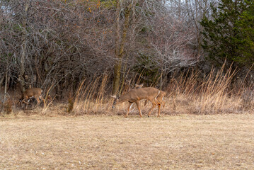 White-tailed Buck And Fawn Feeding In An Urban Field In January In Wisconsin