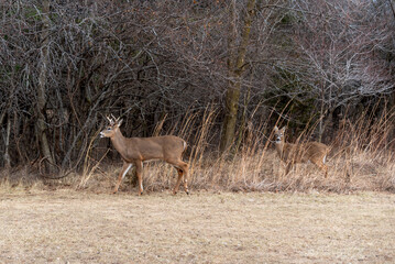White-tailed Buck And Fawn Feeding In An Urban Field In January In Wisconsin