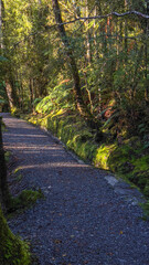 Hokitika tree walk scenery in the West Coast dense huge native rimu forest
