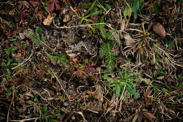 Autumnal details of mosses and leaves