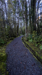 Hokitika tree walk scenery in the West Coast dense huge native rimu forest