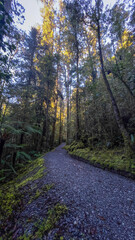 Hokitika tree walk scenery in the West Coast dense huge native rimu forest