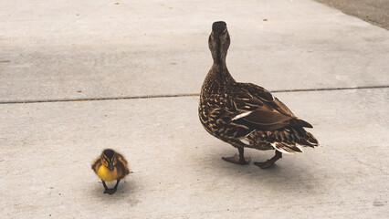 Mother duck with her baby duckling close up