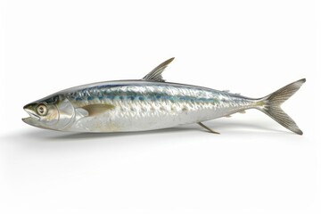 Fresh silver mackerel on white background
