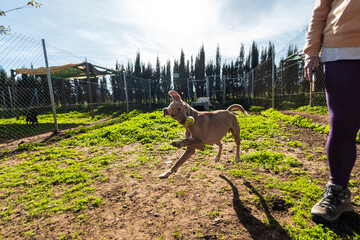 Dog runs with a ball in outdoor fenced animal shelter