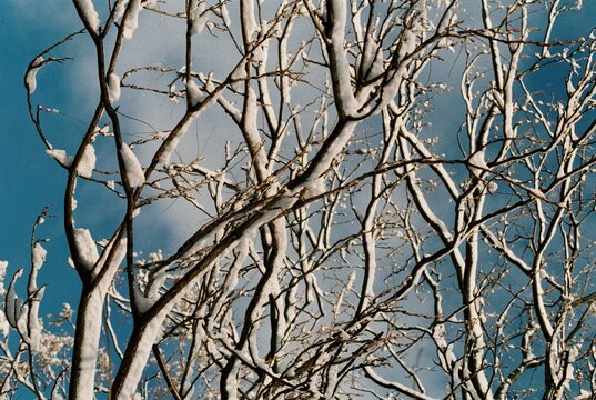 Snow on trees