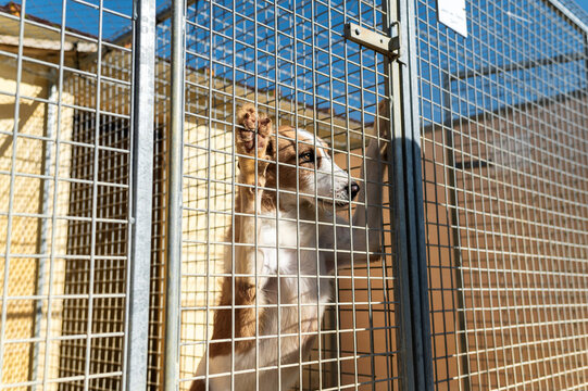 Stray dog behind fence in shelter 