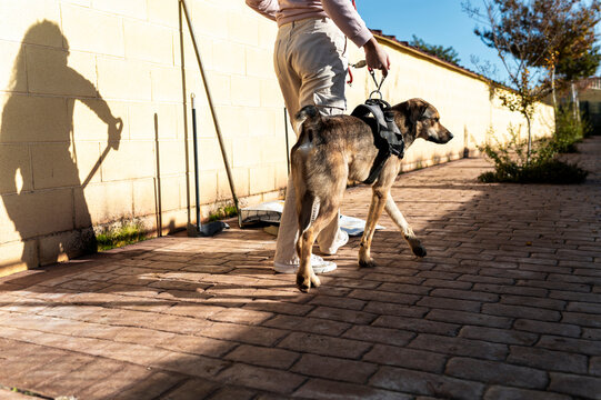 Volunteer walking stray dog 