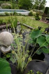 View of a pond in the garden growing exotic aquatic plants such as lotus, waterlilies and Scirpus lacustris Albescens, also known as white rush © Gonzalo