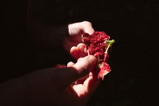 Hands Holding Freshly Opened Fig