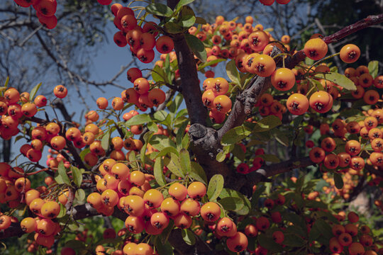 Tree Branches with Orange Berries