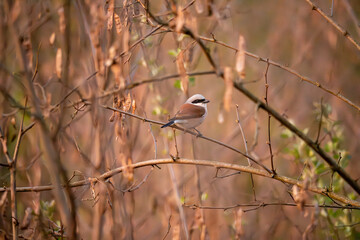 bird on a tree