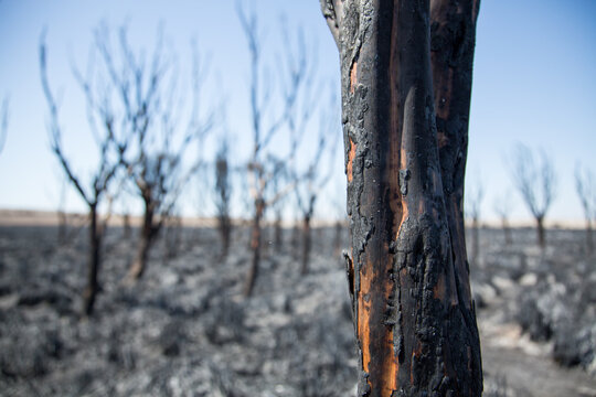 Burnt trees and grass after a bush fire. Eyre Peninsula. Australia.