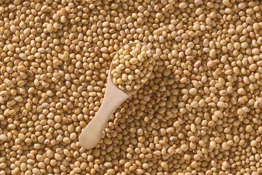 Wooden Spoon Filled with Soybeans on Soybean Background