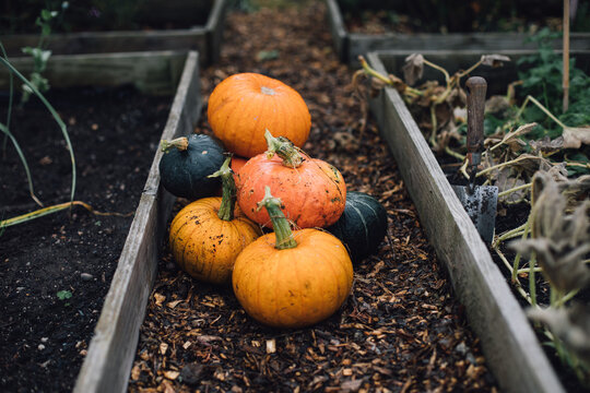 Freshly Picked Pumpkins at Vegetable Patch