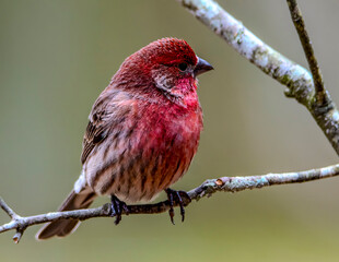 Purple finch Perched at a birdfeeder.