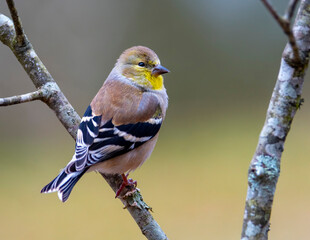 Gold Finch Perched