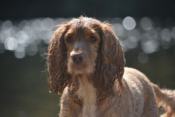 golden cocker spaniel puppy