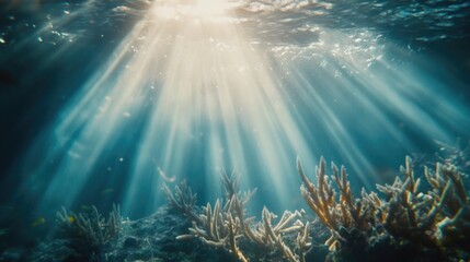 Obraz premium Coral reef scene with sunlight shining through the water, suitable for ocean-related content