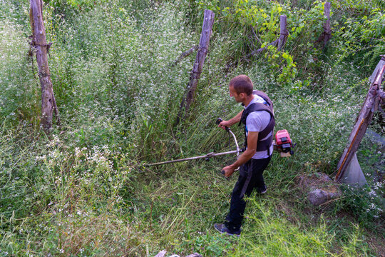 Worker cuts weeds in unkept orchard.
