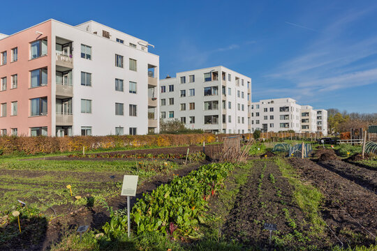 urban garden