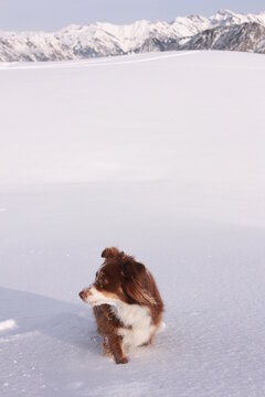 Dog is standing in the snow, looking at the camera