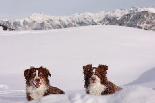 Two dogs are standing in the snow, one on the left and one on