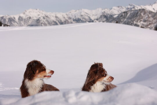 Two dogs are sitting in the snow, one on the left and one on the right