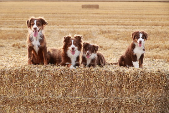 Four dogs are sitting on a hay bale